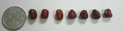 丹波大納言小豆の大きさ比較