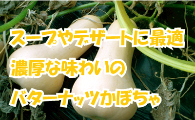 有機バターナッツ