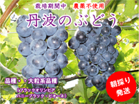 丹波の無農薬ぶどう