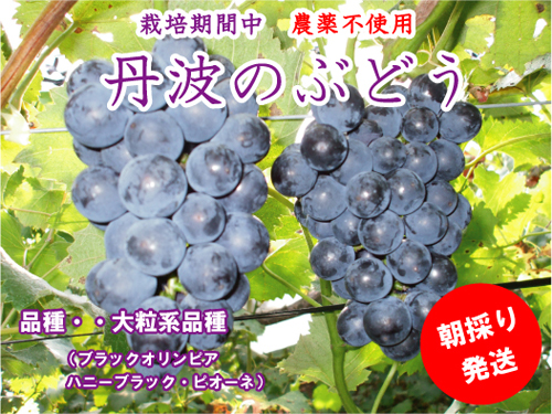 無農薬ぶどう 通販