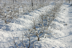 生ブルーベリー畑　冬の景色