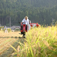 丹波のお米　稲刈りの様子