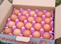 橋本農園　平飼い卵　通販
