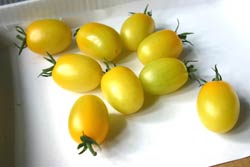 黄色　有機ミニトマト