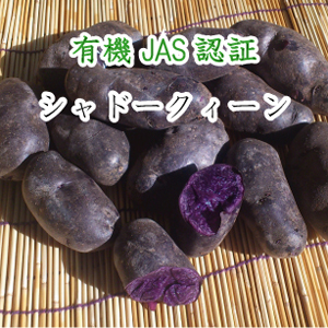 有機紫ジャガイモ