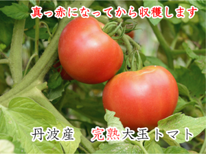 丹波完熟トマト　有機無農薬　産直