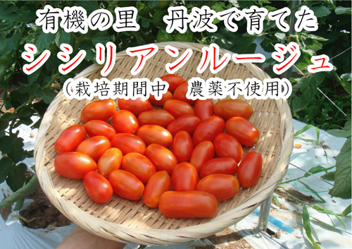 有機シシリアンルージュ　イタリアントマト　無農薬トマト