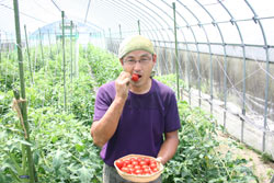 中末農園農園長の中末さんおいしい有機トマトとを作ります