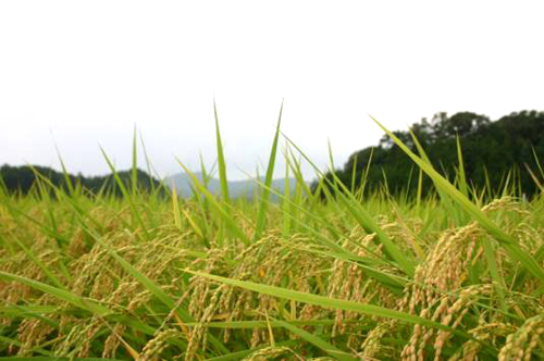 丹波の田んぼの様子　お米の収穫前　丹波篠山米　通販