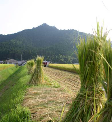 丹波篠山　大山地区の田んぼの風景　稲刈りの様子