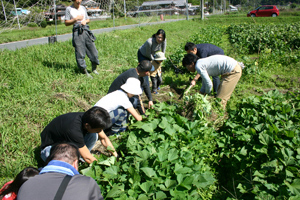 ダッシュ村 さつまいも堀