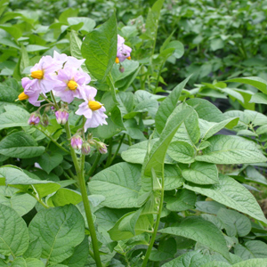 じゃがいもの花