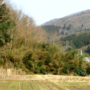 山